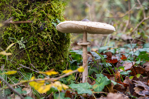 one wild mushroom in a forest in Istria, Croatia