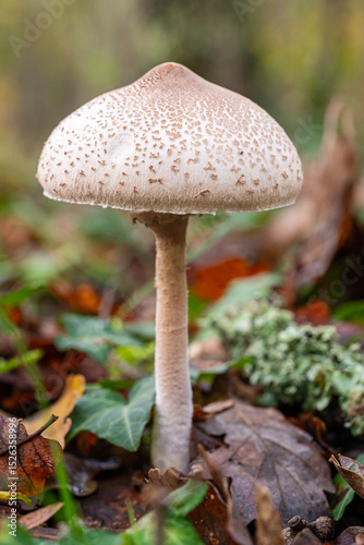 one wild mushroom in a forest in Istria, Croatia