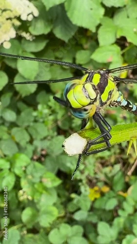dragonfly on a leaf