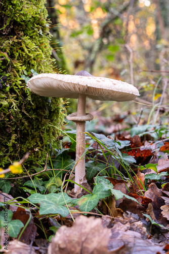 A tall wild mushroom in a forest in Istria, Croatia