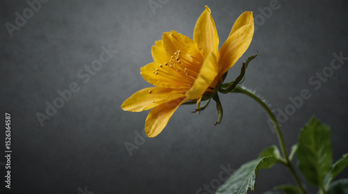 Side shot of a yellow flower bright close-up without background,generative.ai 
