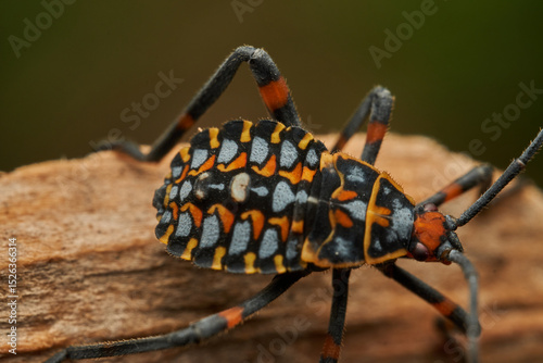 Colorful Bug Nymph Captured with Professional Macro Lens
