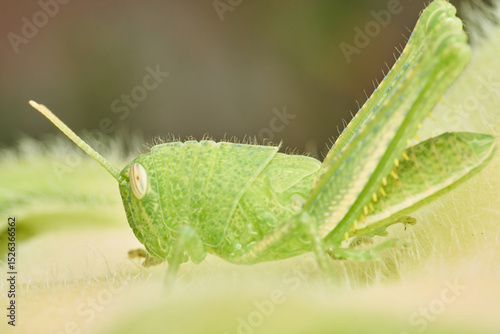 Close Up of Grasshopper on Sunflower Leaf