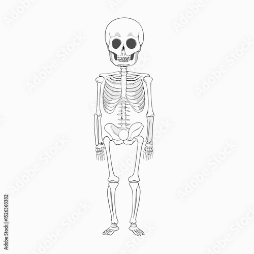 Detailed black and white vector illustration of a human skeleton standing upright with clarity