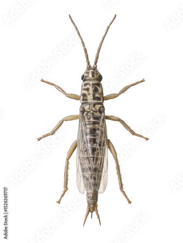 Thrips Close-Up Tiny Insect Sharp Focus White Background