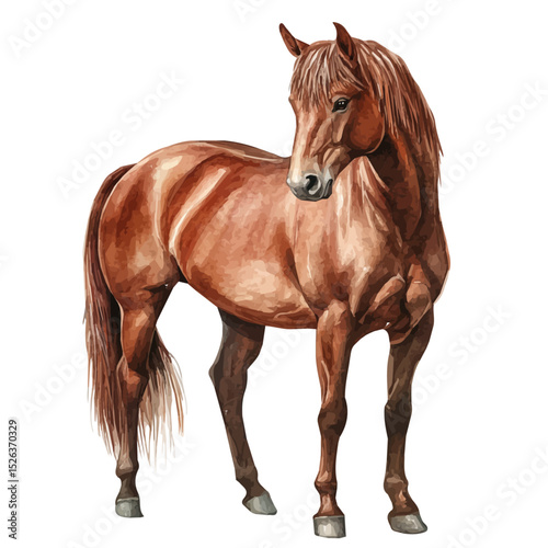 Andalusian In Chestnut Color, watercolor painting vector, high quality, isolated on a white background.