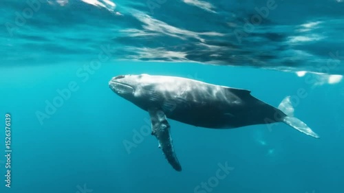dolphin swimming in the sea