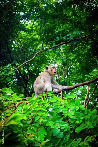 Cute baby macaque sitting in a green jungle tree with its mother, showcasing the wild nature of Asian animals