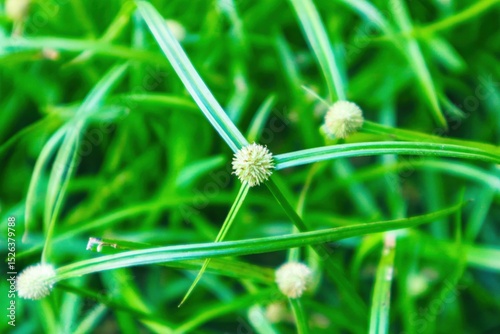 dandelion seed head