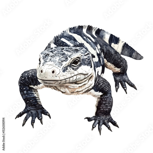 watercolor vector of Argentine Black And White Tegu, high quality, isolated on a white background.