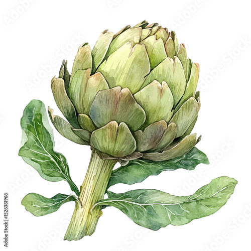 Artichoke, watercolor vector, high quality, isolated on a white background.