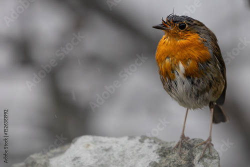 robin in rain 
