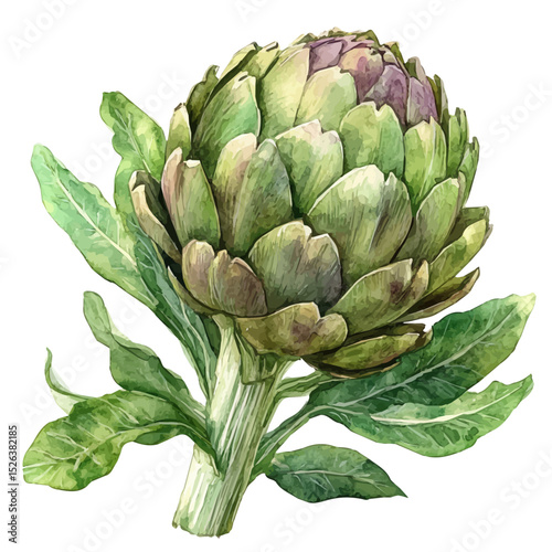 watercolor of Artichoke, vector high quality, isolated on a white background.