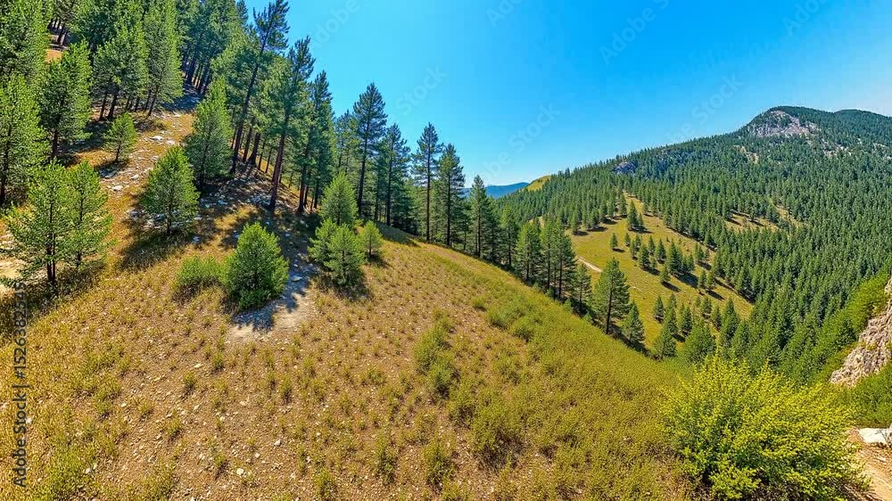 Near mountain in pinery in sunny day - Equirectangular 360 degree loop video Near mountain in pinery in sunny day - Equirectangular 360 degree loop video