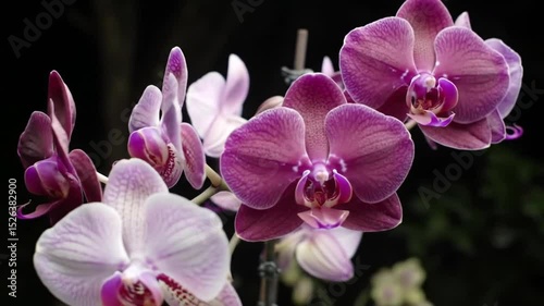 Purple and White Orchid Blossoms Against Dark Background