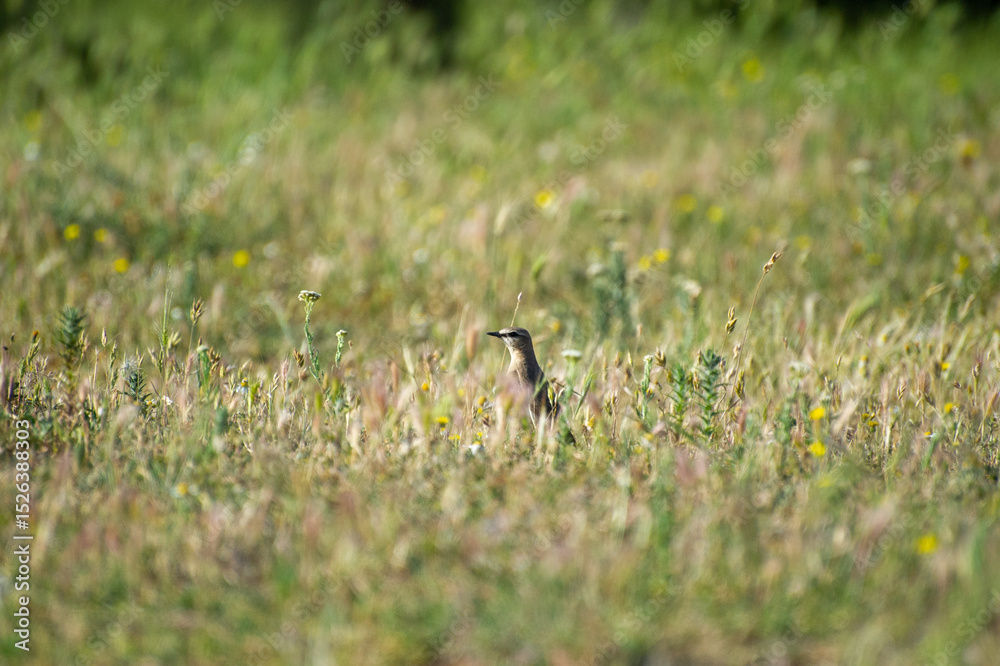 Fototapeta premium the northern wheater in grass
