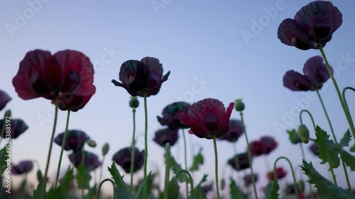 Dark Poppy Field at Dusk: Serene Floral Landscape