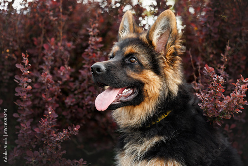 happy german shepherd puppy portrait outdoors in the bushes