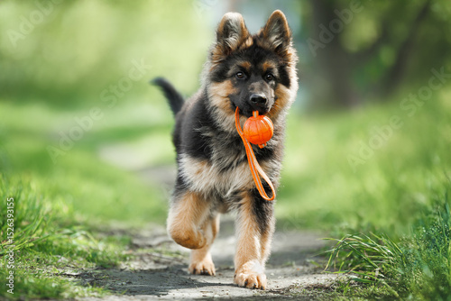 playful german shepherd puppy fetching a ball