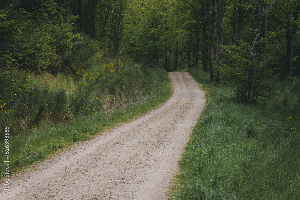 Obraz premium Deep european dark forest landscape, summer forest path leading into the distance