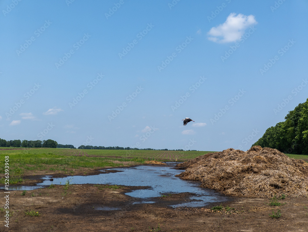 Fototapeta premium Bird Stork flying on the field next to the reservoir