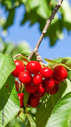 Cherry ripening to the rhythm hanging from the tree branch