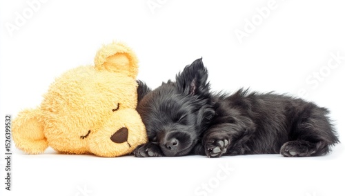Puppy sleeping soundly beside teddy, studio shot, white background, pet adoption
