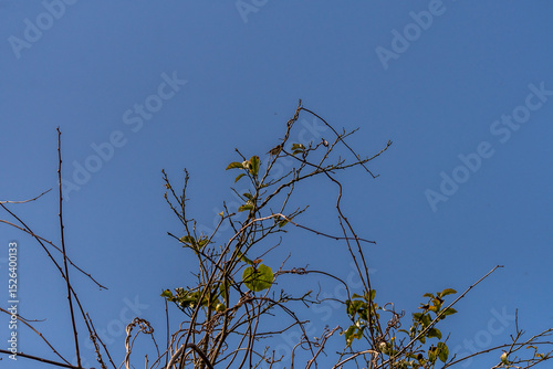 Phylloscopus collybita pertenece a la familia de Phylloscopidae.