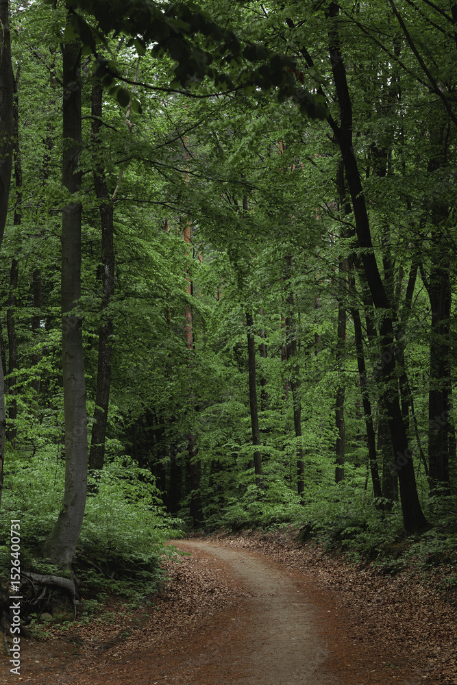 Fototapeta premium Deep european dark forest landscape in cloudy weather, summer forest path leading into the distance