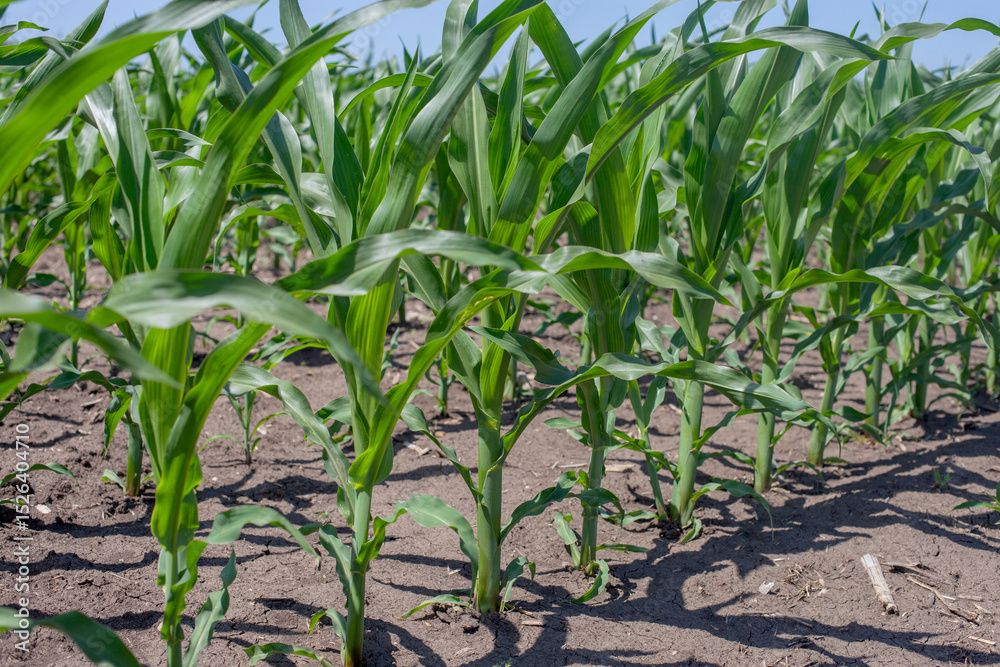 Obraz premium Young vibrant green corn plants thrive in neat rows under the bright sun, signifying healthy agricultural growth and promising harvest