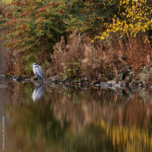 Autumn reflection with a water body - lake - and a Heron (bird)