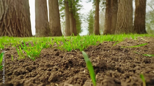 Fresh green grass sprouts from rich soil beneath towering trees in a serene setting.