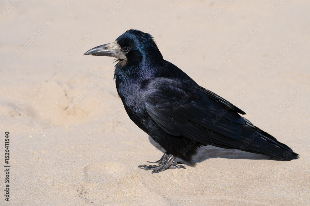 Fototapeta premium Close-up of a rook bird