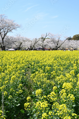 西都原古墳群の春