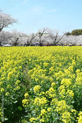 西都原古墳群の春