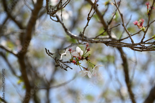 西都原古墳群の春