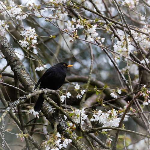 Black bird on a tree with white flowers with yellow beak 