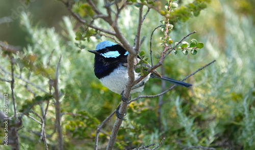 Superb Blue Wren