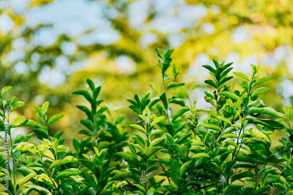 Obraz premium Background of green lemon leaves outdoors. Indian lemon leaves outdoors, Background