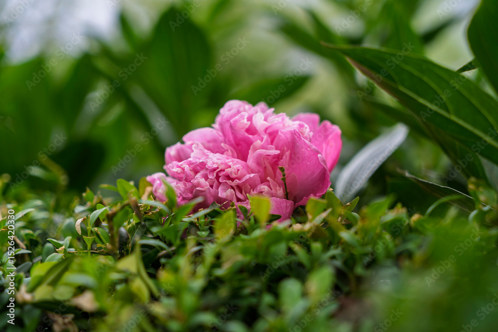 Detail of pink peony flower or rose on green leaves in blurred background Detail of pink peony flower or rose on green leaves in blurred background