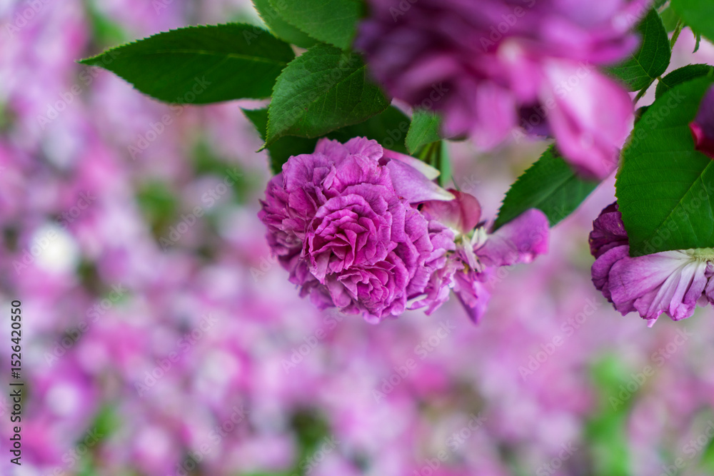 Fototapeta premium close up of a pink rose in front of a blurred background with many pink petals on the ground and green leaves