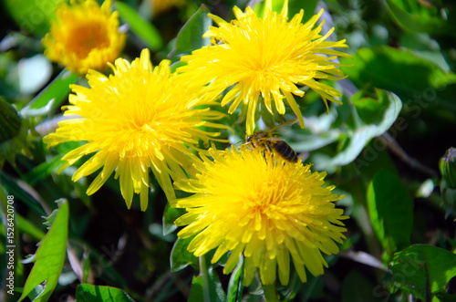 wasp on yellow dandelion flowers. wasp collects nectar from yellow dandelion flower