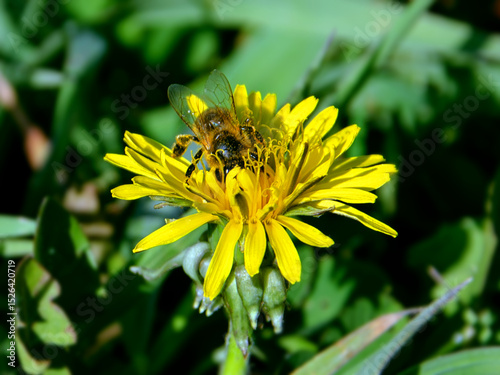 bee on yellow dandelion flowers. bee collects nectar from yellow dandelion flower