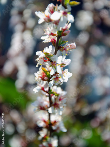 Japanese cherry blossom, close-up. tree blossoming in spring. Cherry blossom background