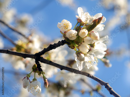 background with the image of a blooming cherry branch, Cherry blossom, close-up. tree blossoming in spring. Background with cherry blossom
