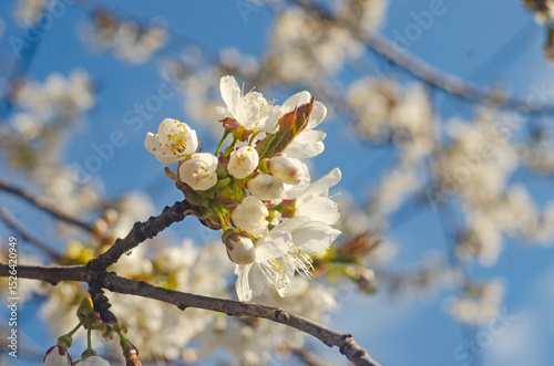 background with the image of a blooming cherry branch, Cherry blossom, close-up. tree blossoming in spring. Background with cherry blossom
