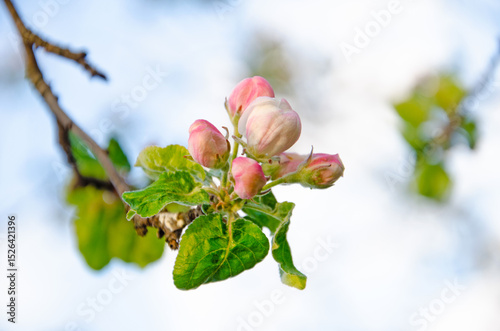 Blossoming branch of an apple tree, on a blurred background. Blossoming apple tree, close-up. blossoming of a fruit tree in spring. Background with apple blossom
