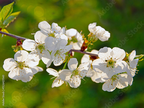 Blossoming branch of cherry tree, on an abstract blurred background. Cherry blossom, close-up. blossoming tree in spring. Background with cherry blossom