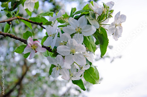 Blossoming branch of an apple tree, on a blurred background. Blossoming apple tree, close-up. blossoming of a fruit tree in spring. Background with apple blossom