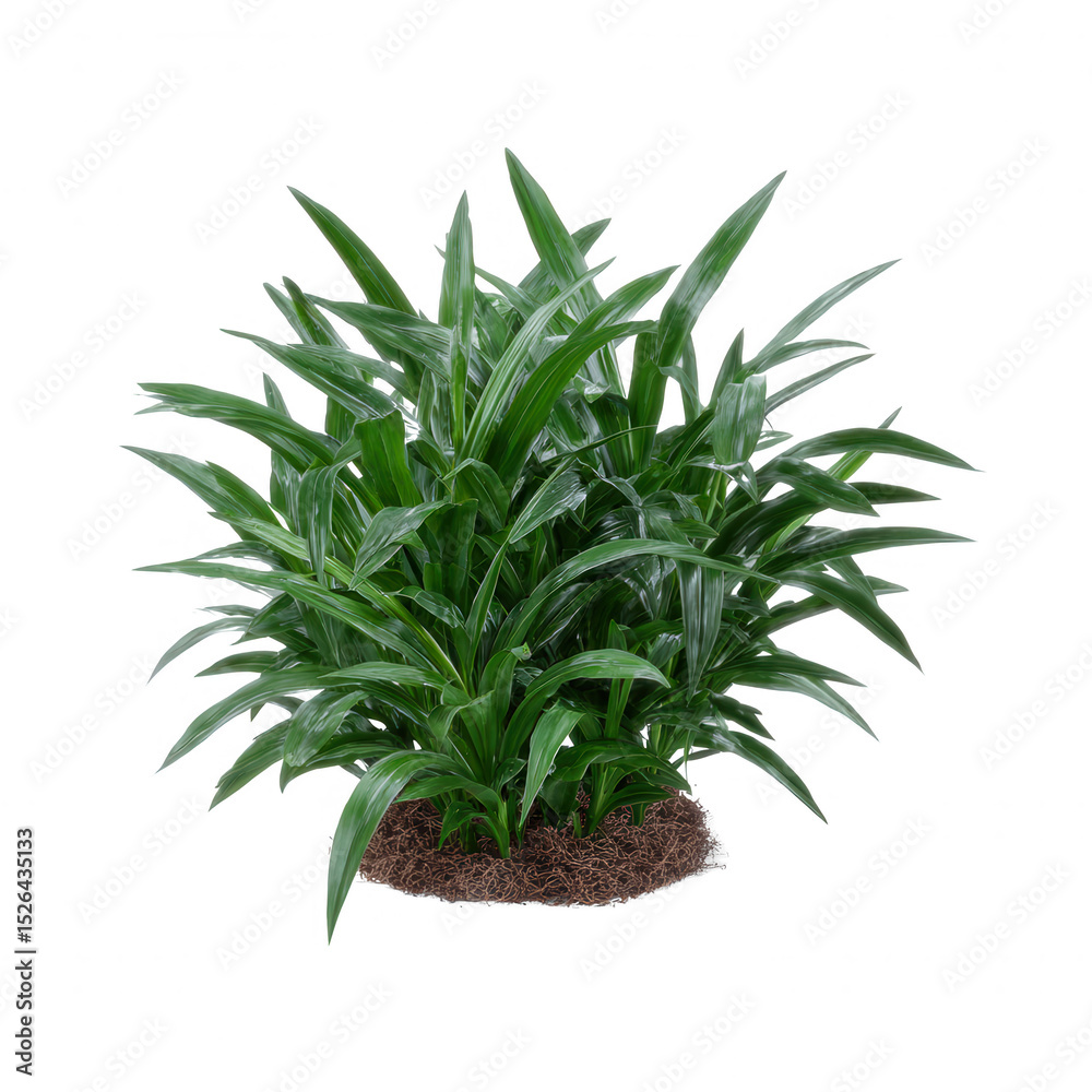 Fototapeta premium A lush green plant with long leaves, showcasing vibrant foliage and a healthy appearance, perfect for home decor or gardening projects.